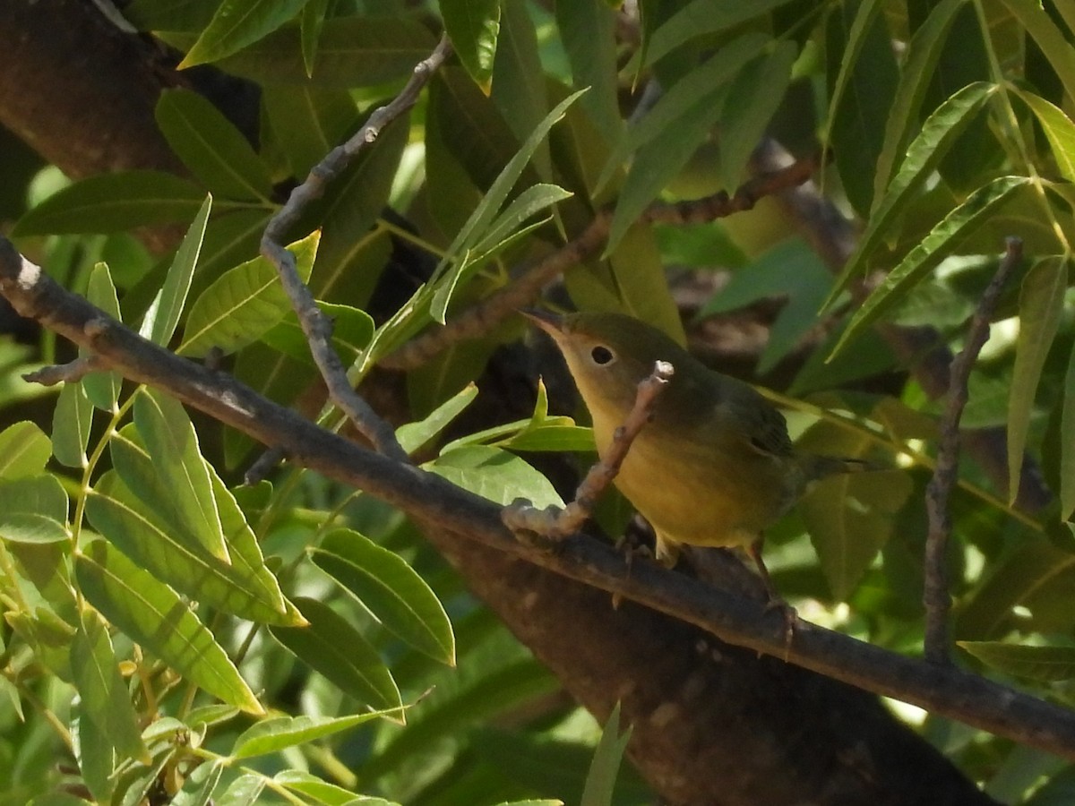 Yellow Warbler - ML642200485
