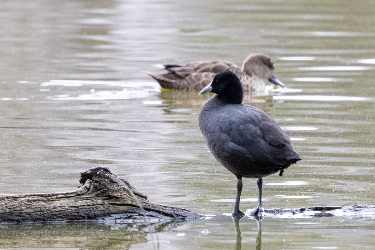 Eurasian Coot - ML642200488