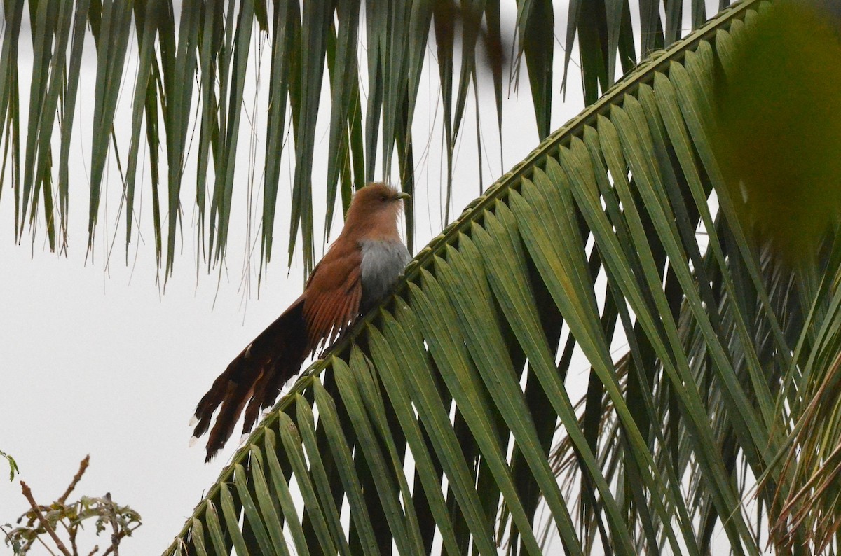 Squirrel Cuckoo - ML642200489