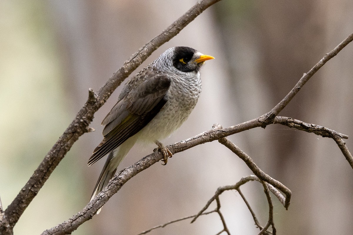 Noisy Miner - ML642200495