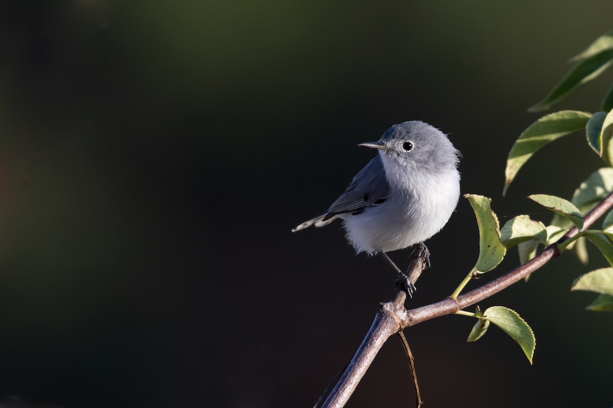 Blue-gray Gnatcatcher - ML642200497
