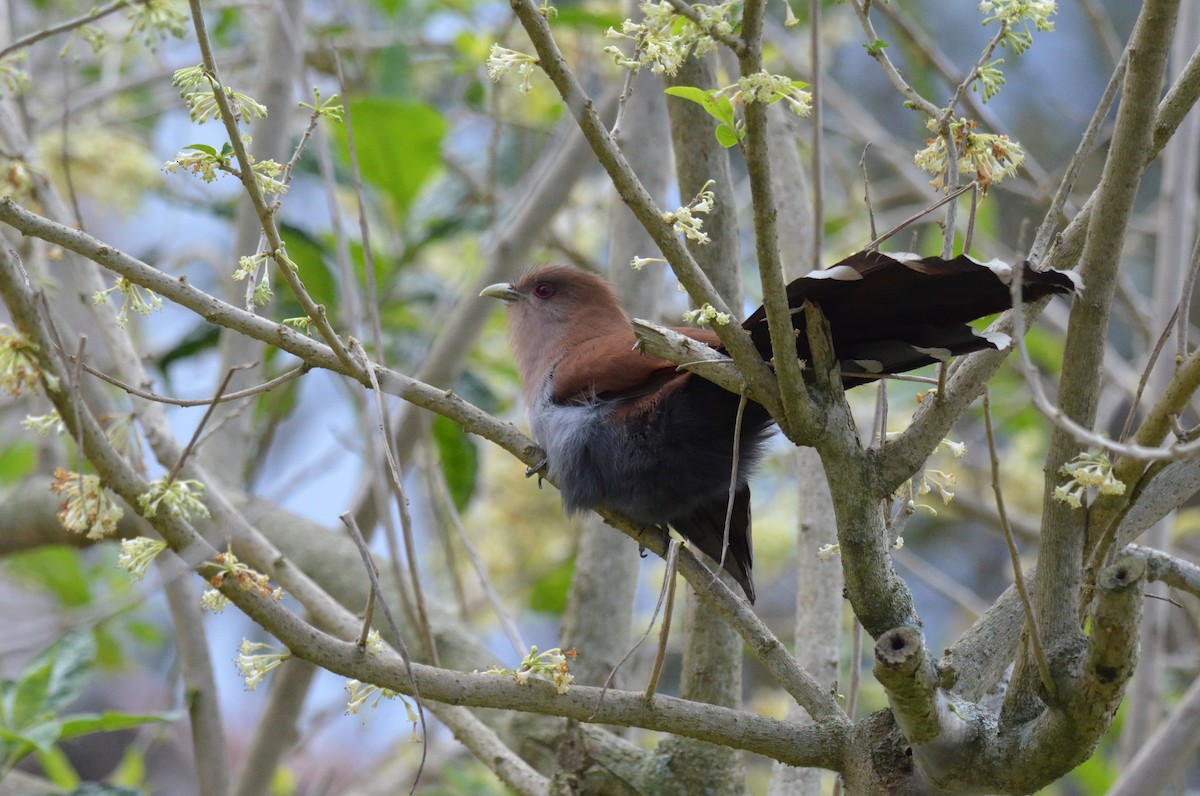 Squirrel Cuckoo - ML642200499