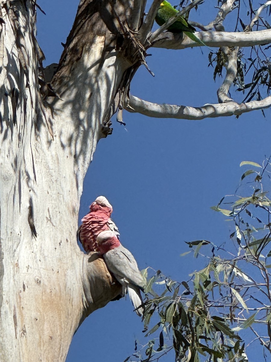 Galah - ML642200503