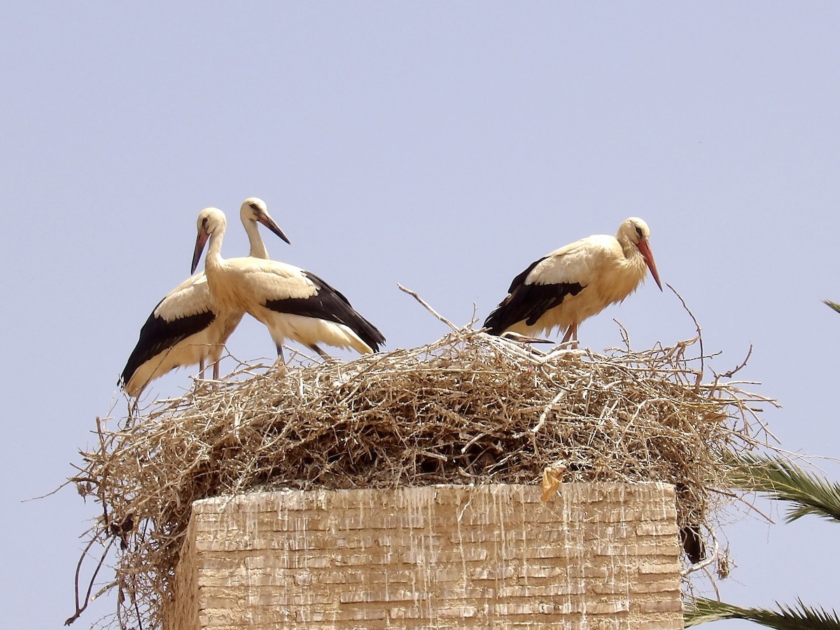 White Stork - ML642200504