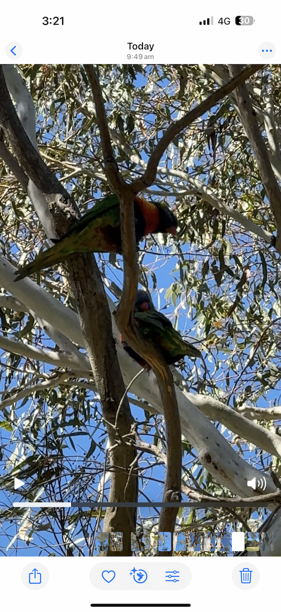 Rainbow Lorikeet - ML642200507