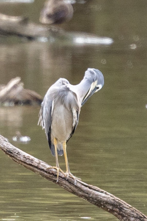 White-faced Heron - ML642200508