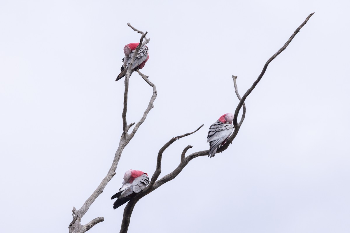 Galah - ML642200512