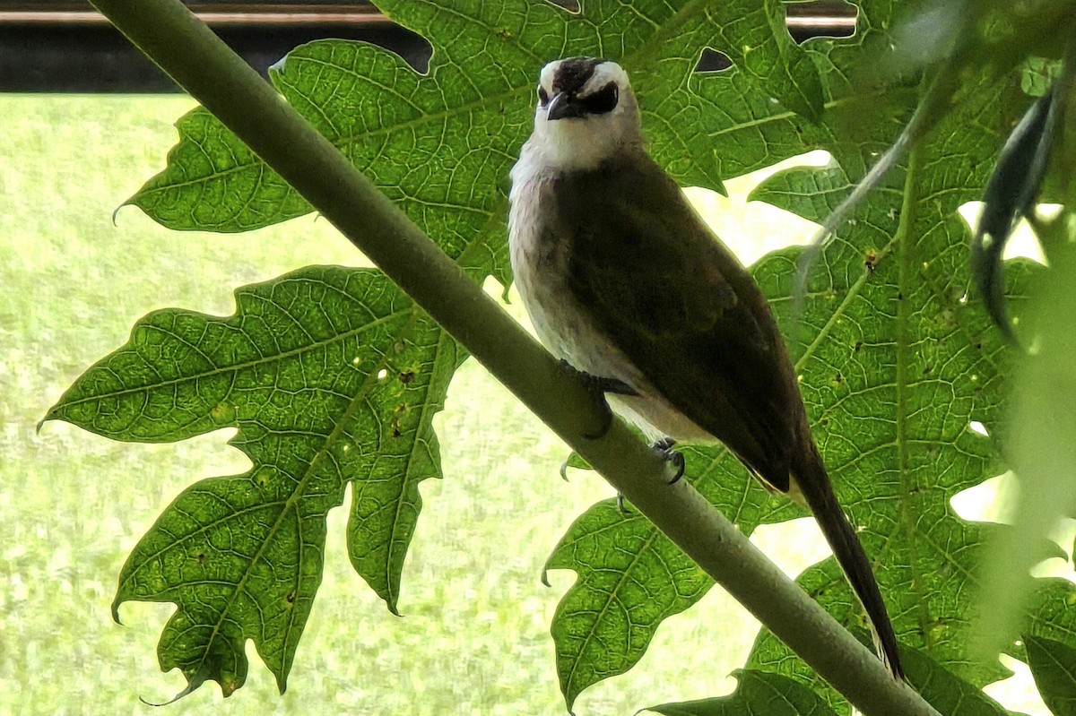 Yellow-vented Bulbul - ML642200516