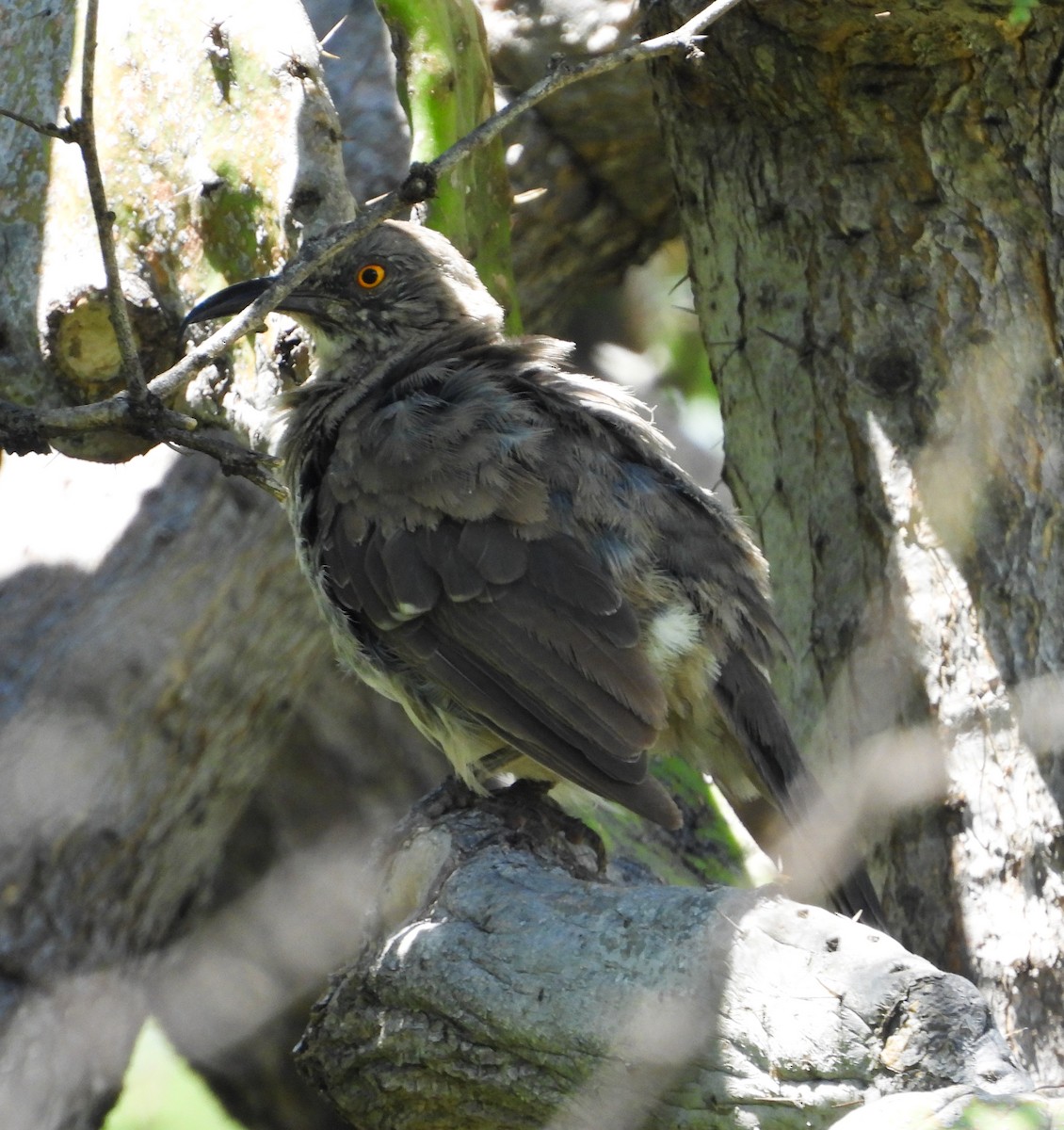 Curve-billed Thrasher - ML642200527