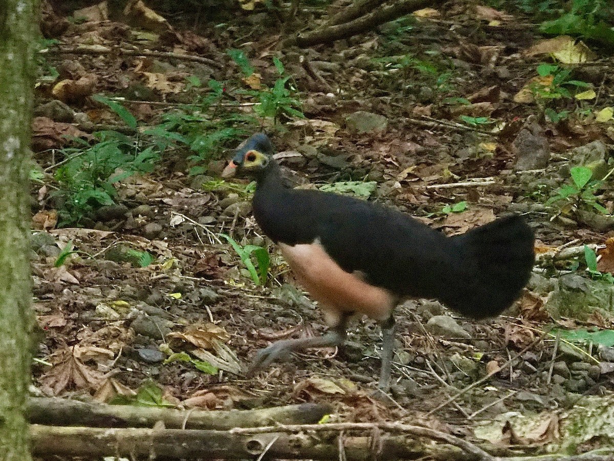 Hammerhuhn - ML642200537