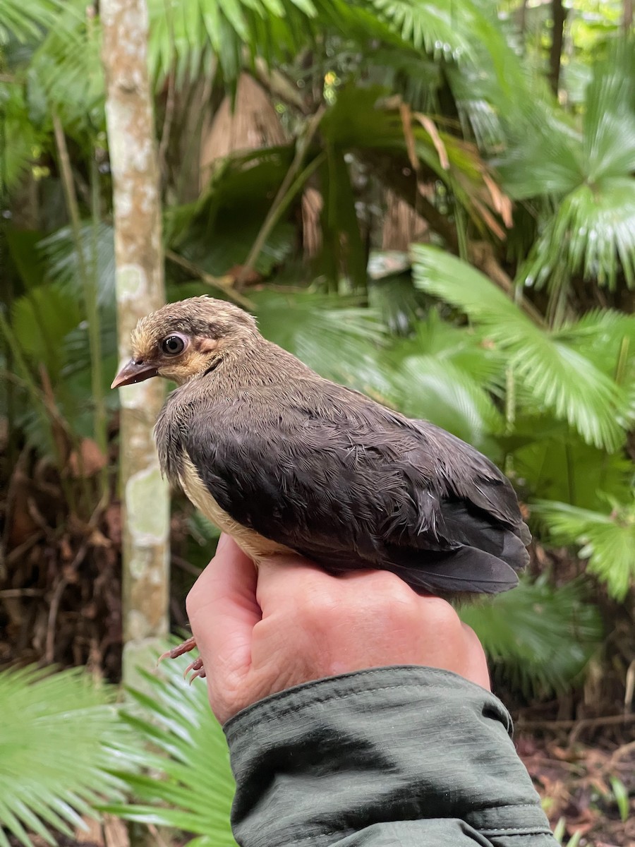 Hammerhuhn - ML642200538