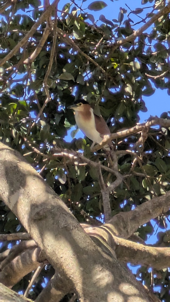 Nankeen Night Heron - ML642200541