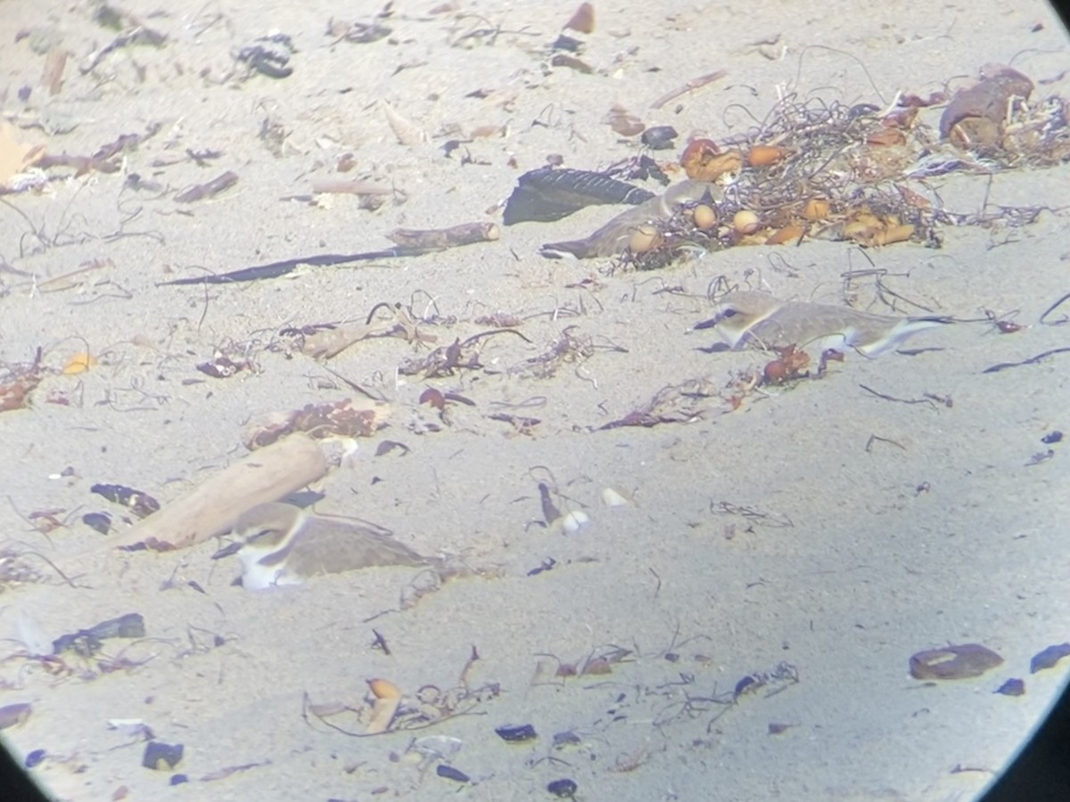 Snowy Plover - ML642200542