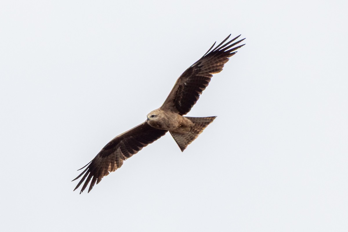 Black Kite - ML642200554