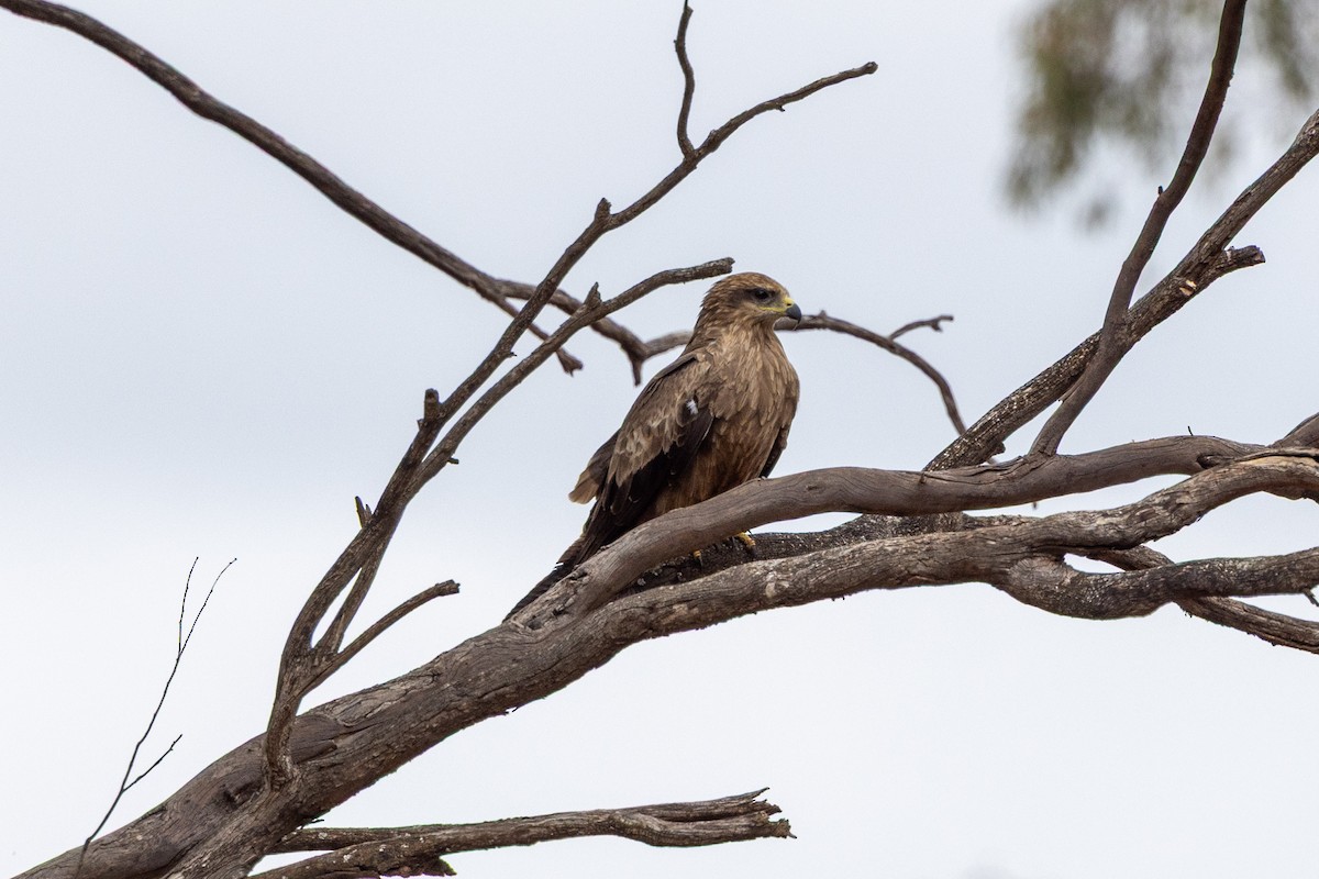 Black Kite - ML642200555
