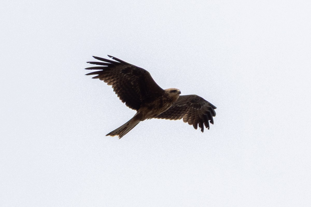 Black Kite - ML642200556