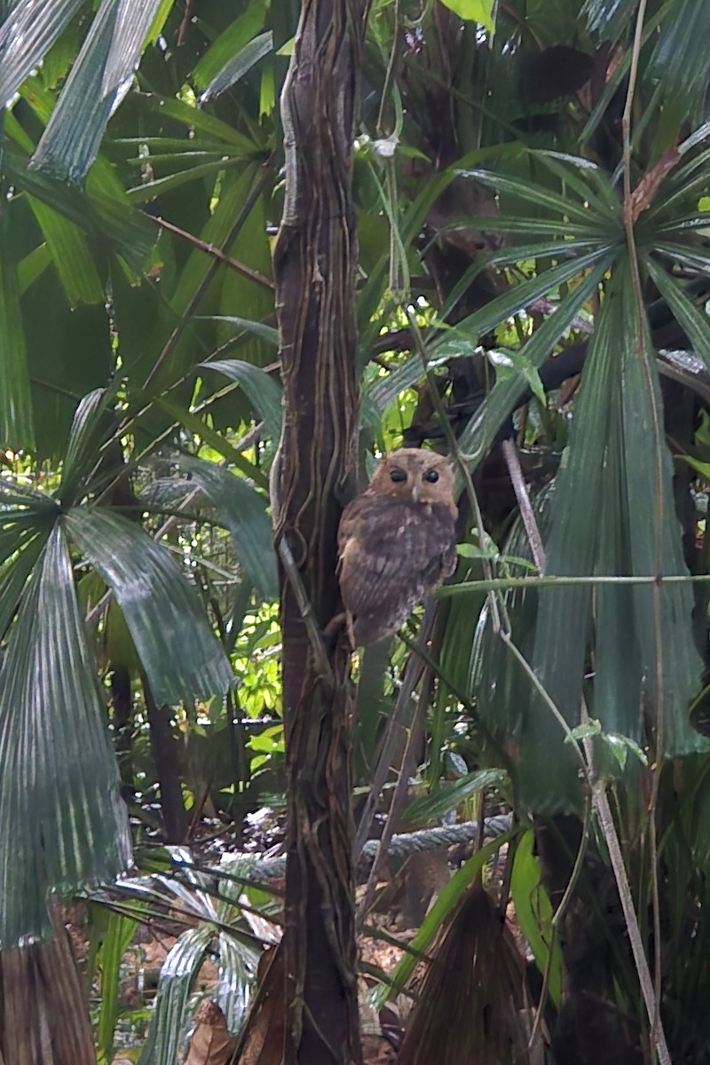 Collared Scops-Owl - ML642200558