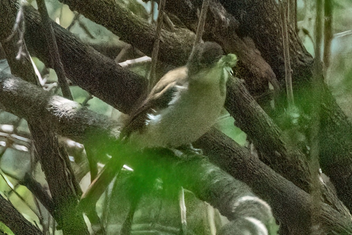 Cabanis's Greenbul - ML642200574