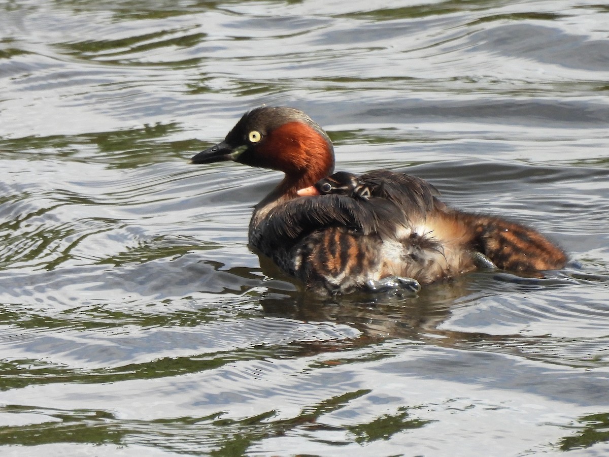 Zwergtaucher - ML642200575