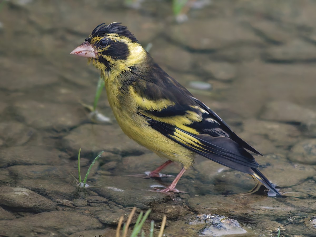 Yellow-breasted Greenfinch - ML642200581
