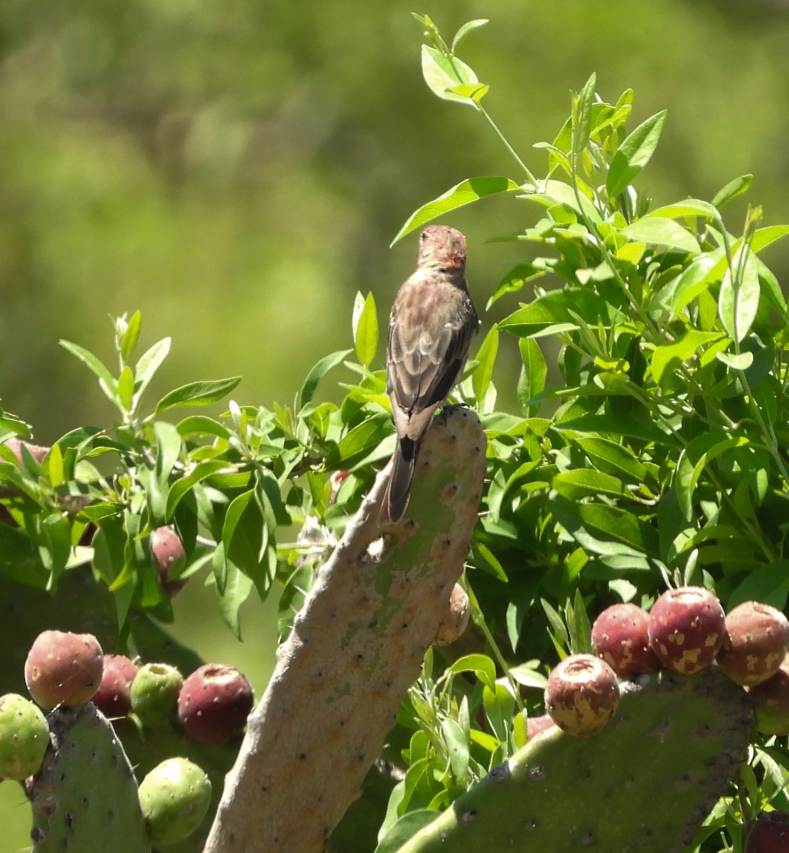 House Finch - ML642200586