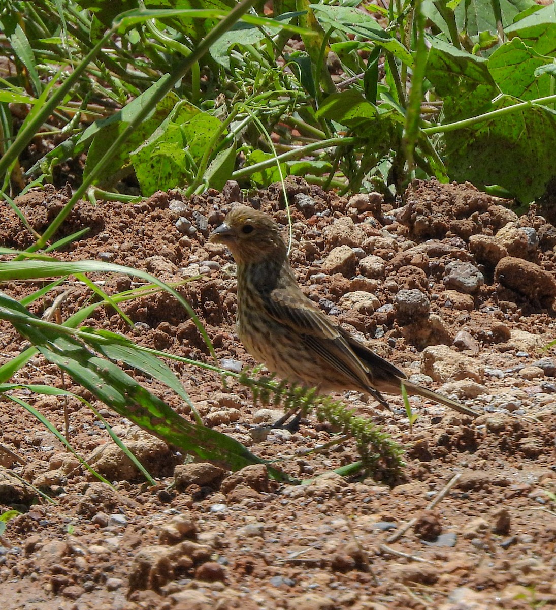 House Finch - ML642200587