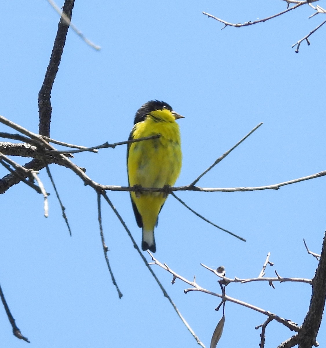 Lesser Goldfinch - ML642200594