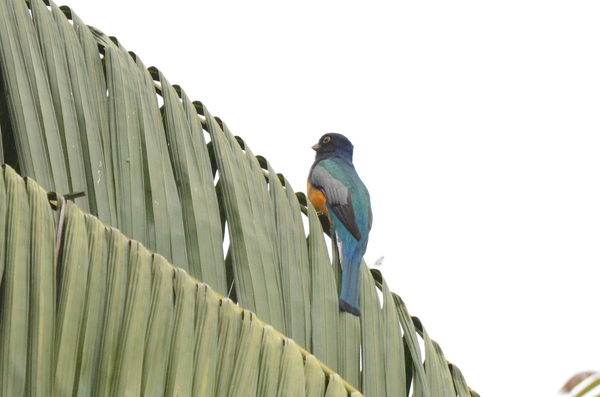 Surucuátrogon - ML642200598
