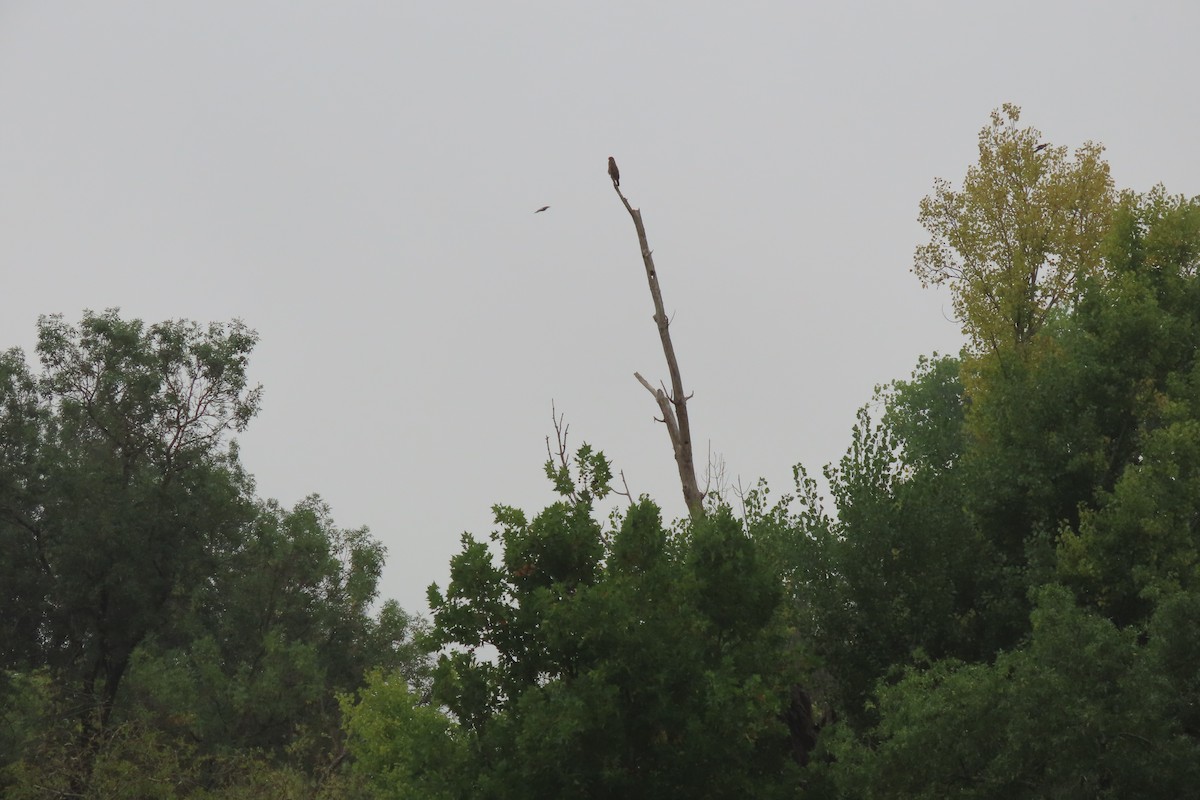Common Buzzard - ML642200602