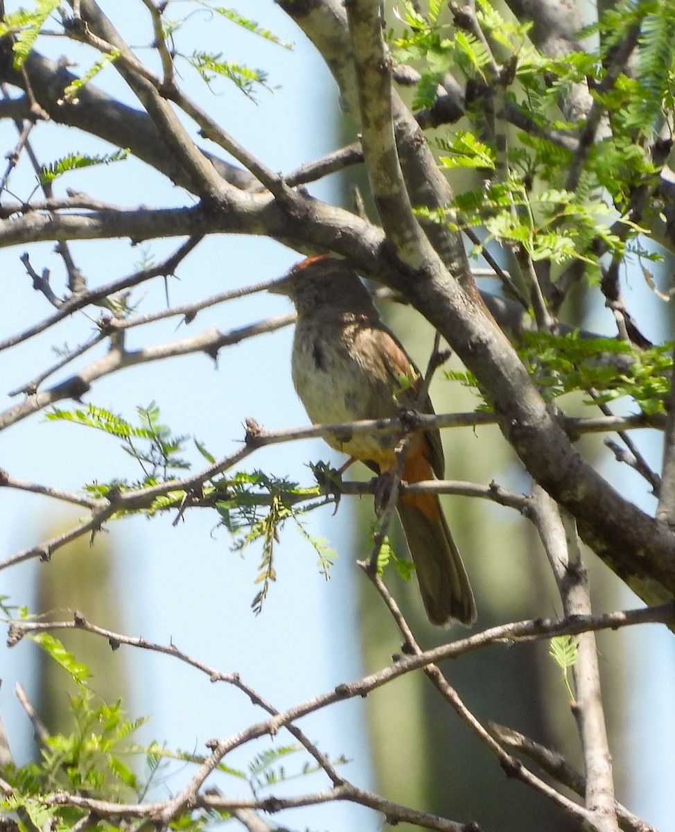 Canyon Towhee - ML642200603