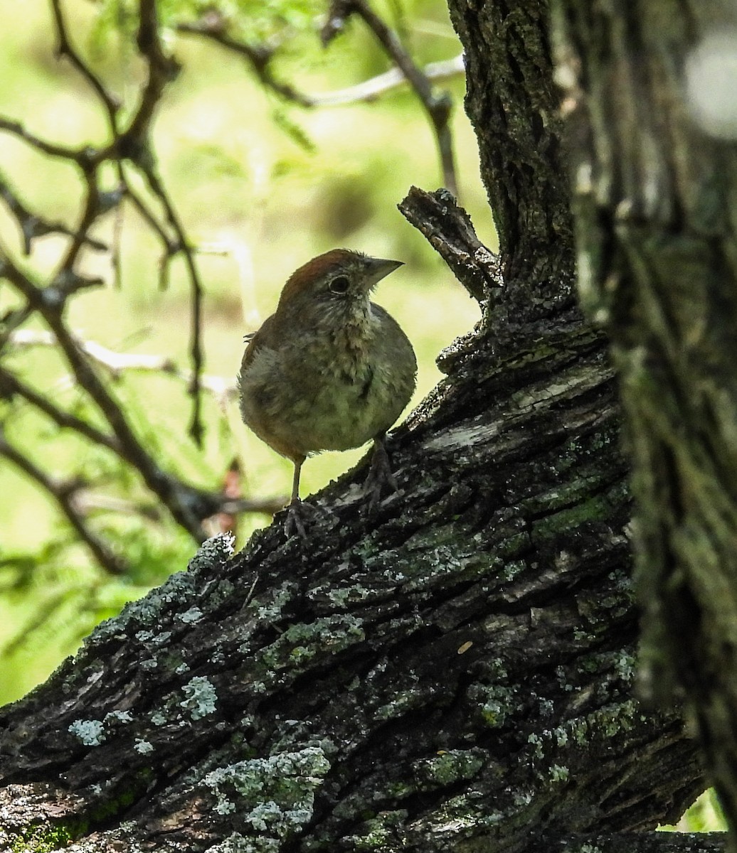 Canyon Towhee - ML642200605