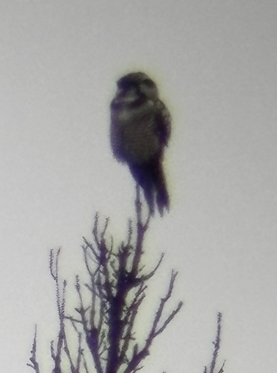 Northern Hawk Owl - ML642200606