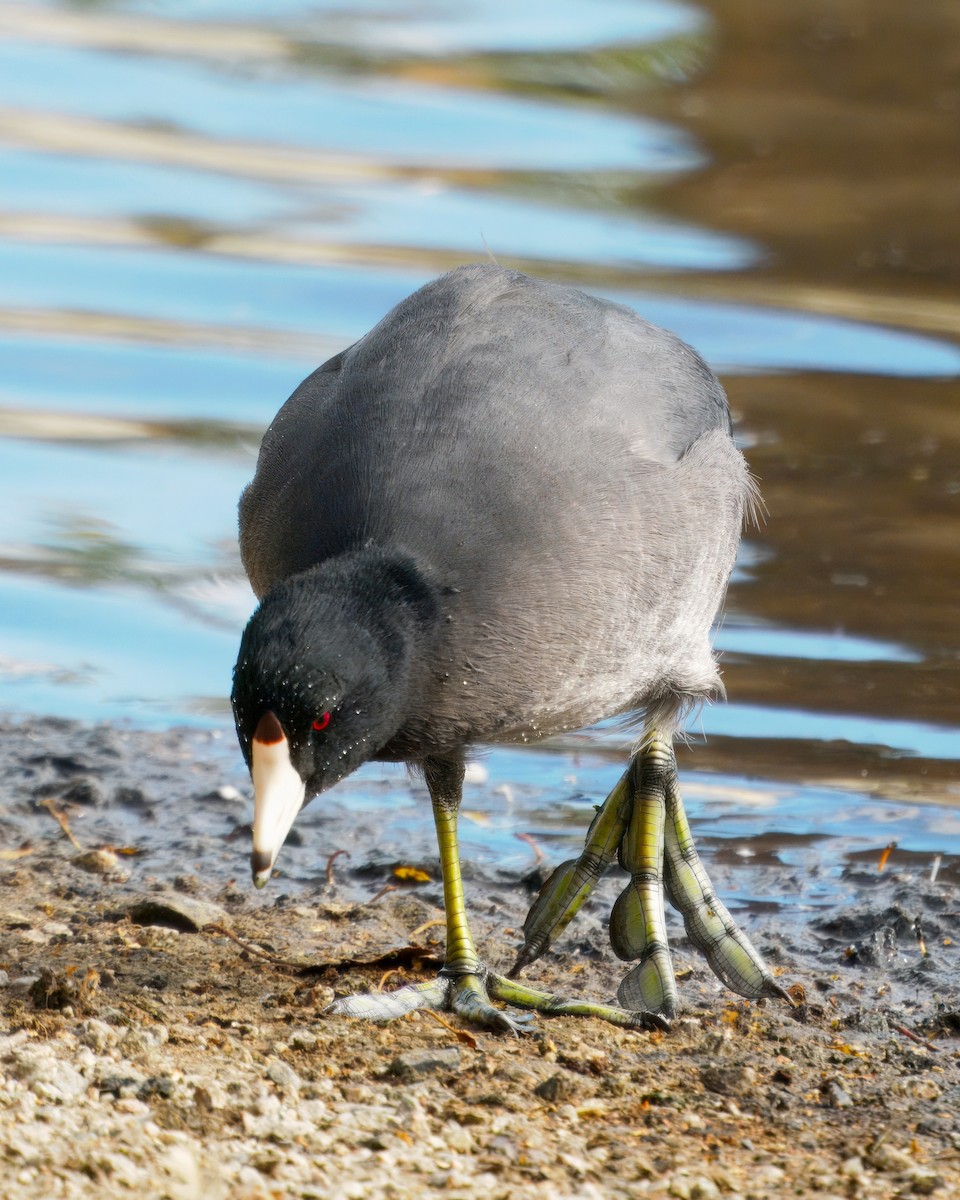 American Coot - ML642200607