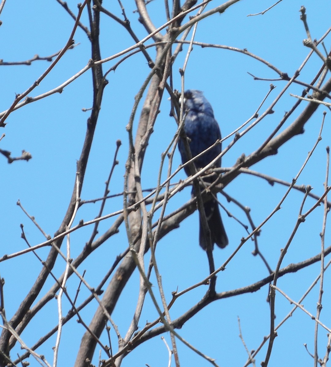 Blue Grosbeak - ML642200608