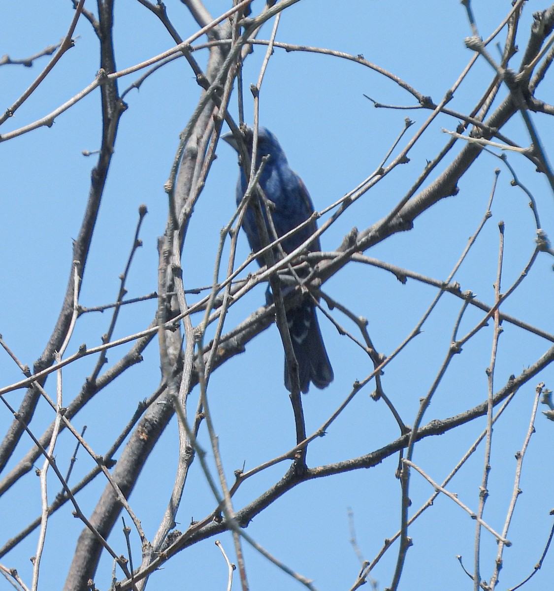 Blue Grosbeak - ML642200609