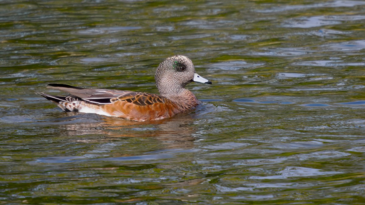 American Wigeon - ML642200617