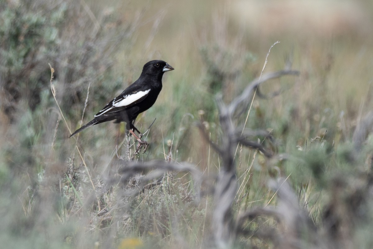 Lark Bunting - ML642200619