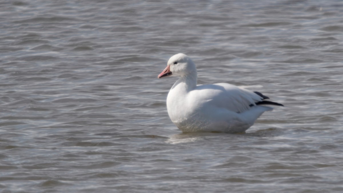 Snow Goose - ML642200622