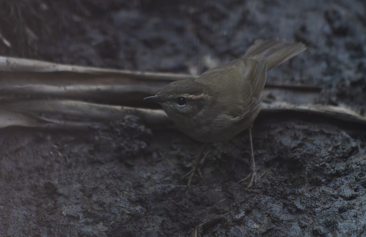 Dusky Warbler - ML642200636