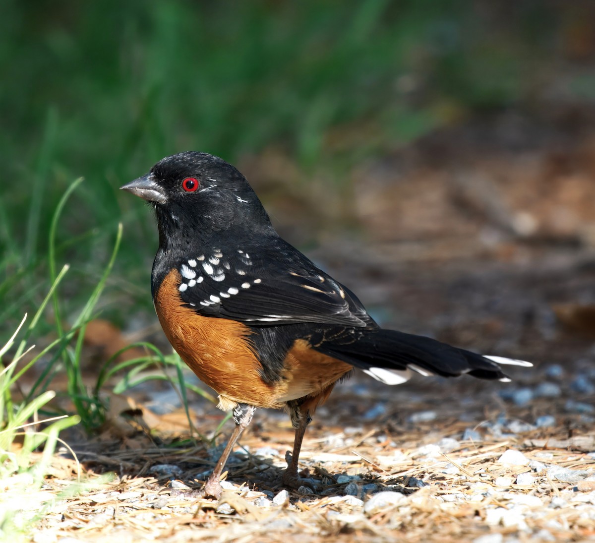 Spotted Towhee - ML642200646