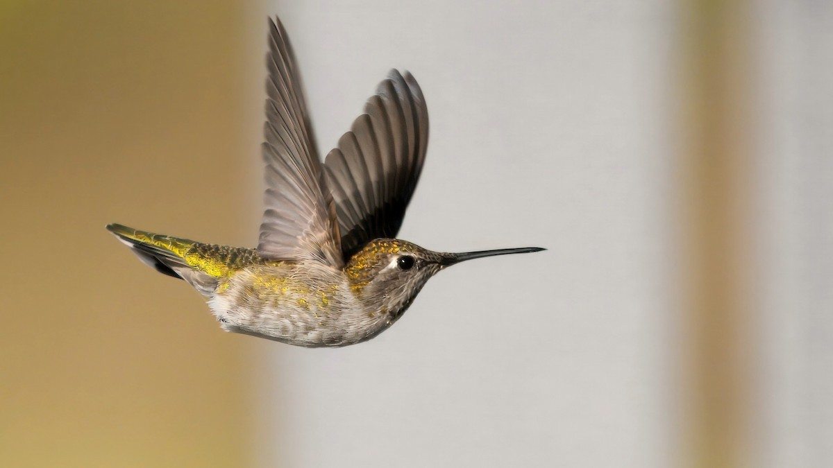 Colibrí de Anna - ML642200651