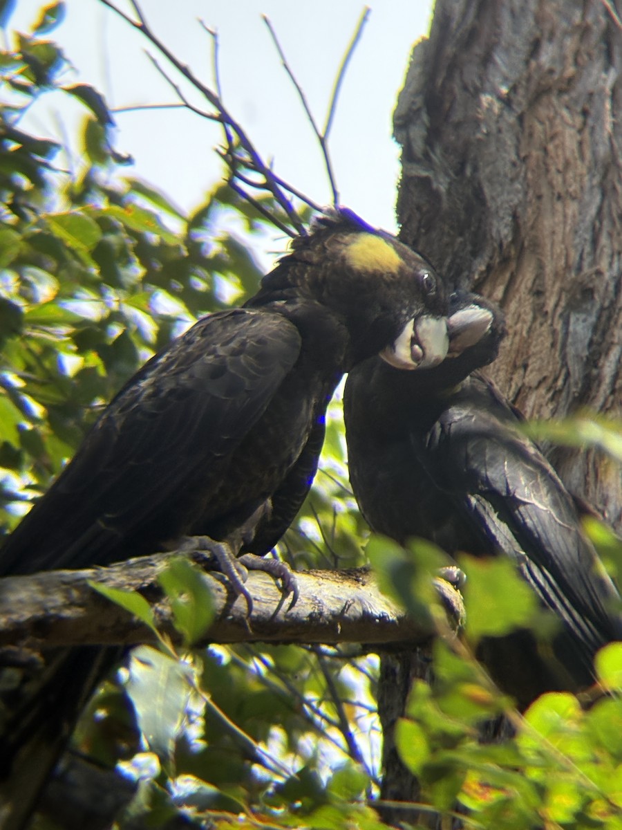 Yellow-tailed Black-Cockatoo - ML642200652