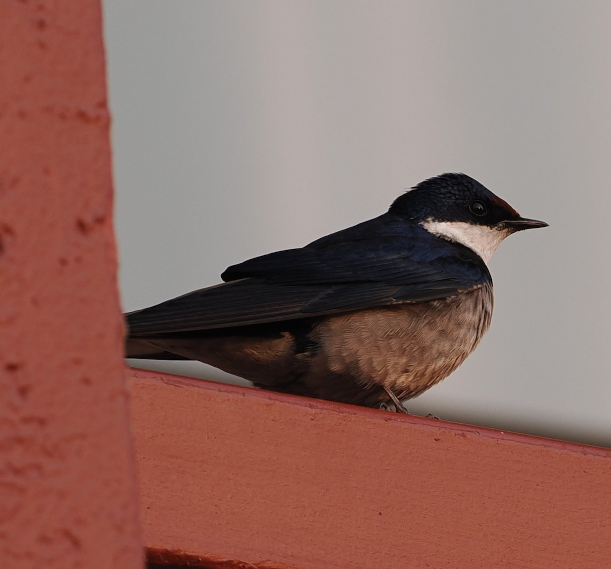 White-throated Swallow - ML642200658