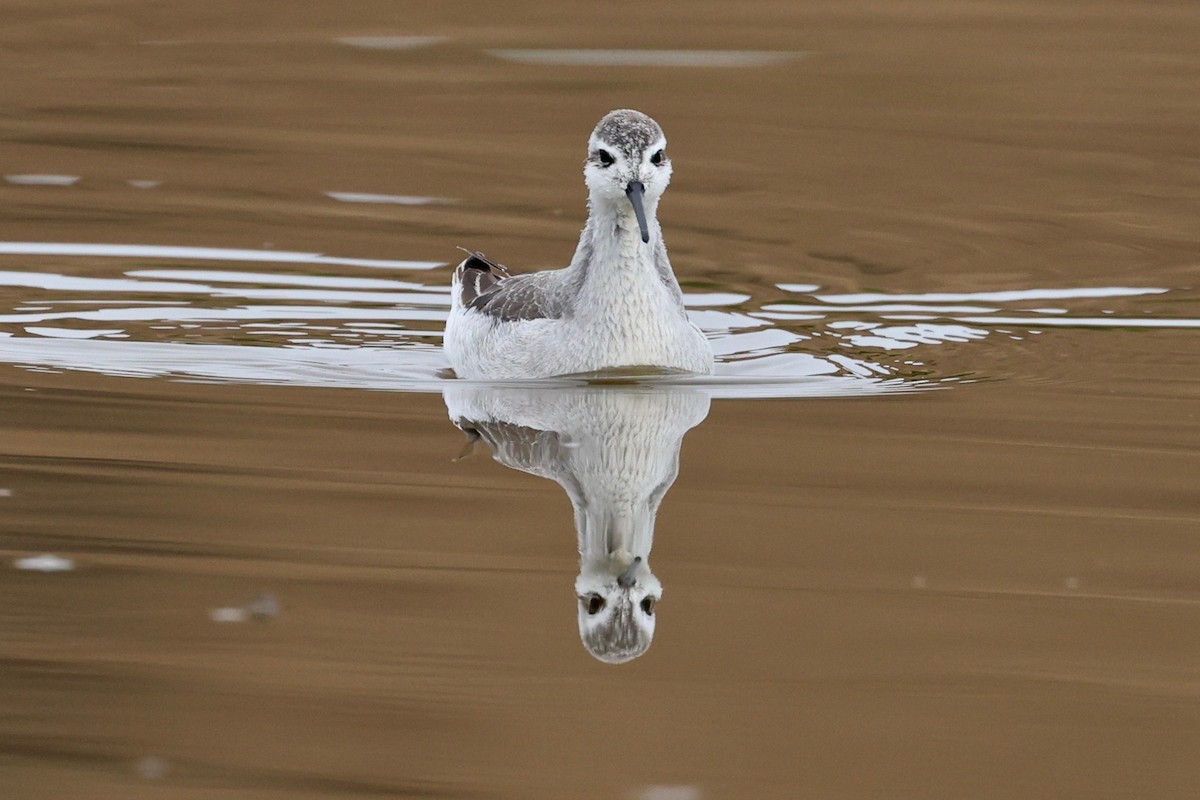 Wilson's Phalarope - ML642200660