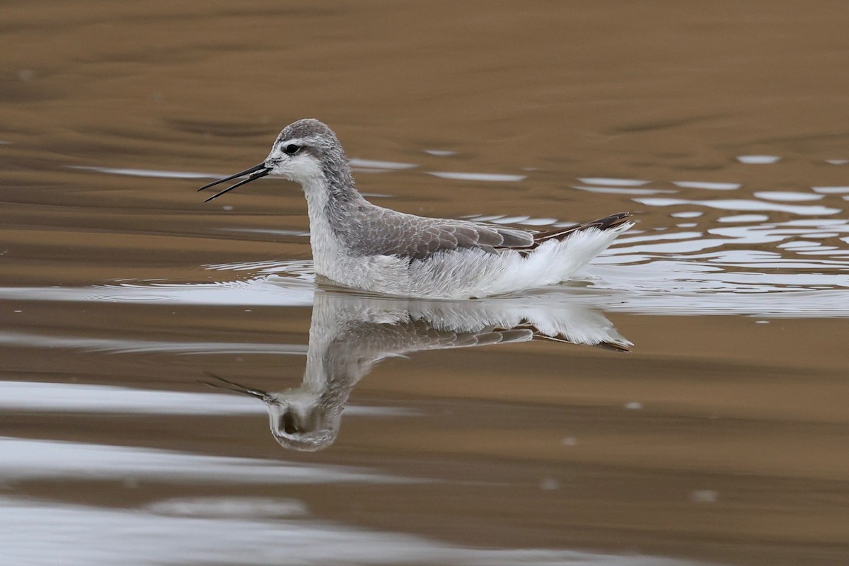 Wilson's Phalarope - ML642200662