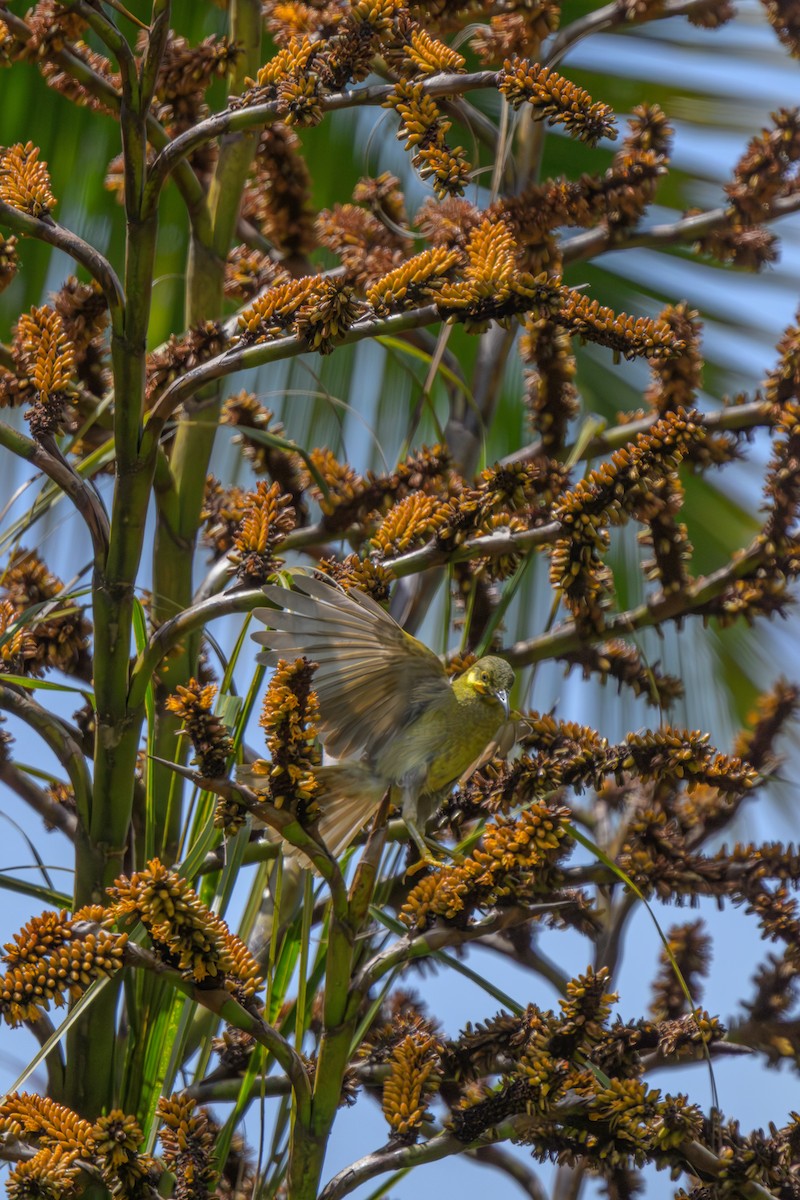 Eastern Wattled-Honeyeater - ML642200668