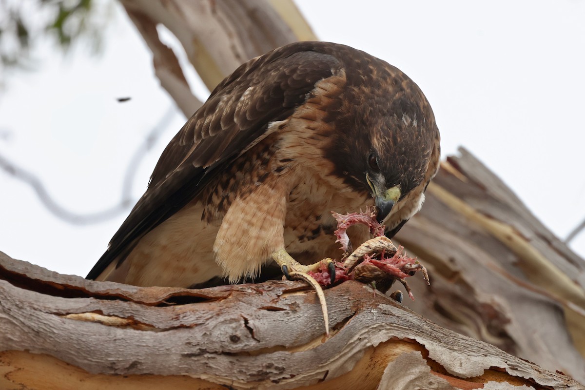 Rotschwanzbussard - ML642200690