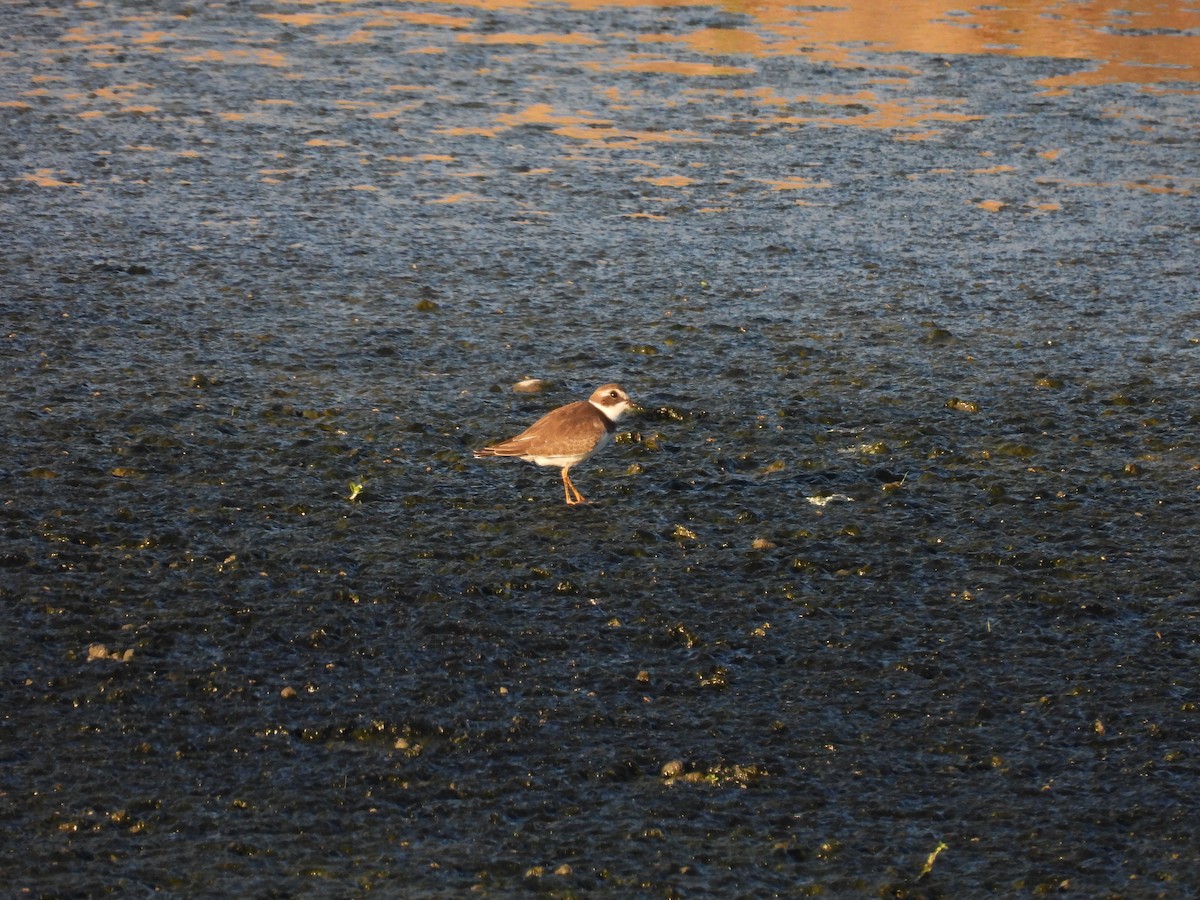 Semipalmated Plover - ML642200698