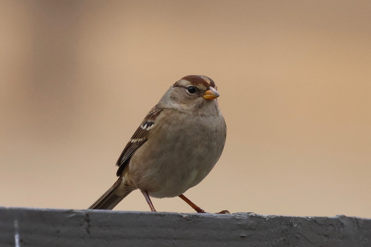 White-crowned Sparrow - ML642200707