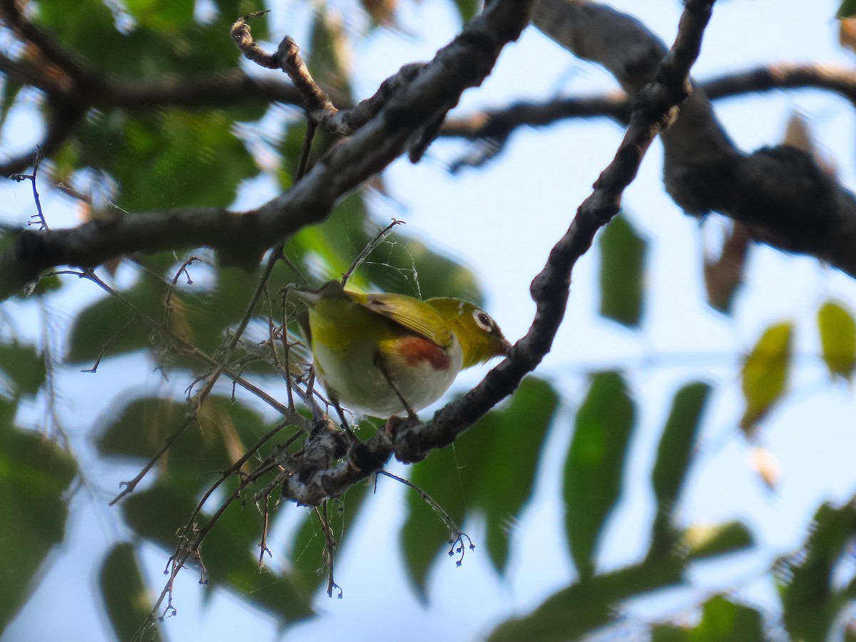 Chestnut-flanked White-eye - ML642200725